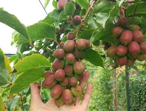 無花果樹品種